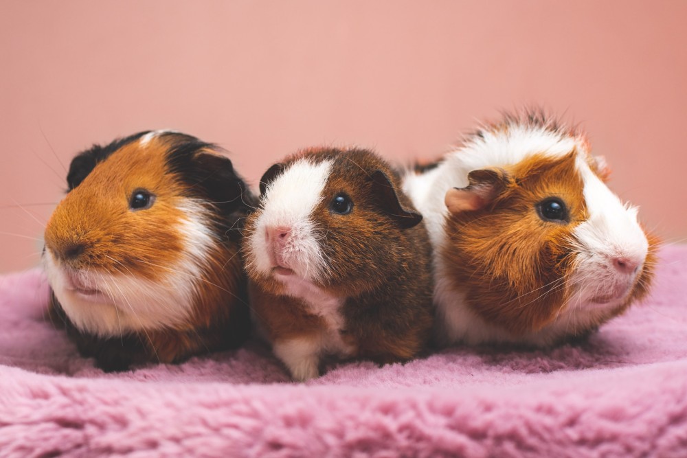 Drei Meerschweinchen sitzen auf einer rosafarbenen Plüschdecke.